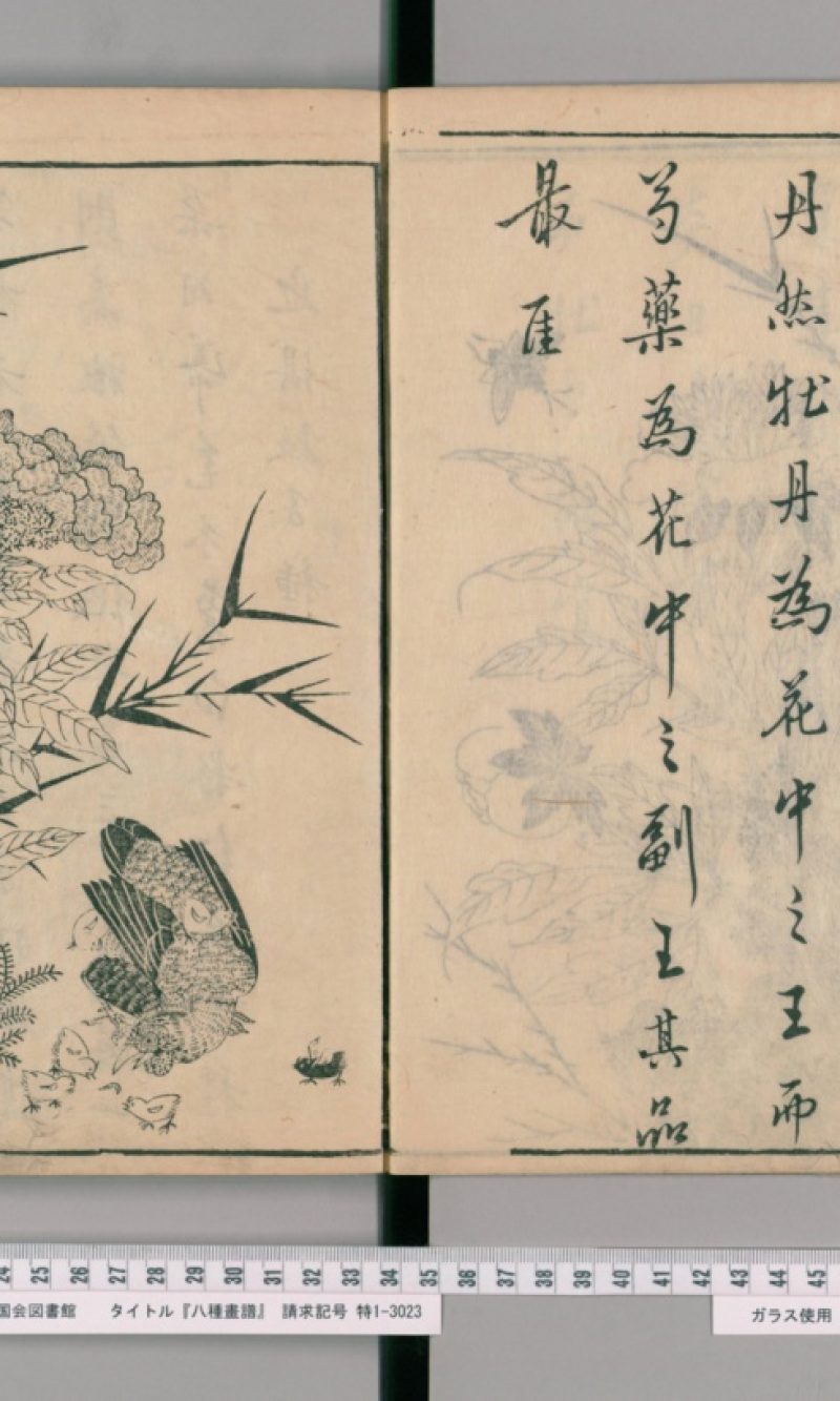 芍藥